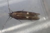 Mompha langiella