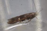 Mompha langiella