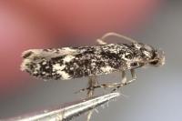 Klimeschiopsis kiningerella