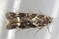 Klimeschiopsis kiningerella