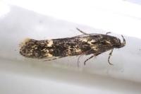 Klimeschiopsis kiningerella