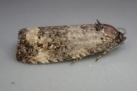 Endothenia oblongana