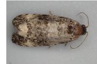 Endothenia oblongana