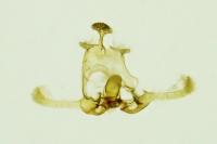 Endothenia oblongana