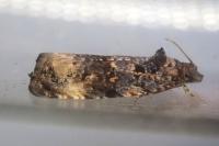 Endothenia gr. gentianaeana