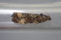Endothenia gr. gentianaeana