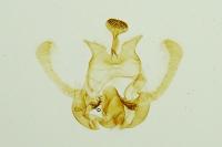 Endothenia gr. gentianaeana