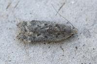 Anacampsis populella