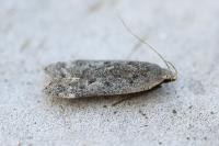 Anacampsis populella