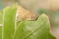 Parornix fagivora