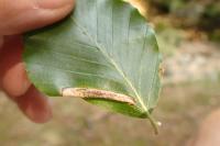 Phyllonorycter maestingella
