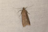 Acompsia antirrhinella