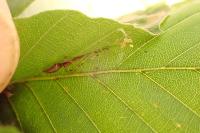 Strophedra weirana