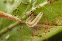 Strophedra weirana