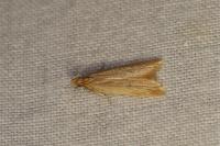 Helcystogramma rufescens