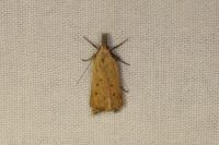 Dichomeris limosella