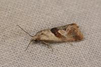 Falseuncaria ruficiliana