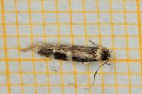Apatema proteroclina