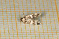 Apatema proteroclina