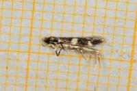 Apatema proteroclina