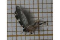 Apatema proteroclina