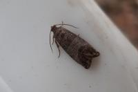 Cydia pomonella