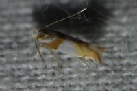 Phyllonorycter roboris