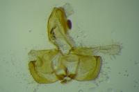 Coleophora trifolii