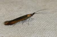 Coleophora trifolii