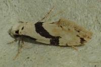 Nemapogon clematellus