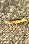 Argyresthia