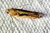 Scrobipalpa