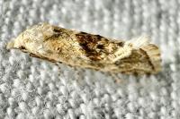 Cochylimorpha straminea/alternana