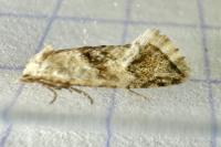 Cochylimorpha straminea/alternana