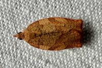Pandemis heparana