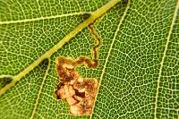 Stigmella tityrella