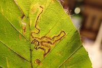 Stigmella