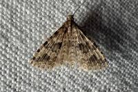 Alucita hexadactyla