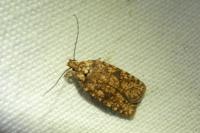 Agonopterix ferocella