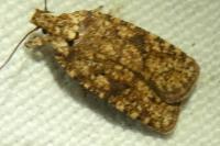 Agonopterix ferocella