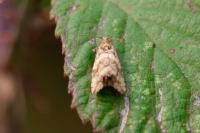 Celypha cespitana