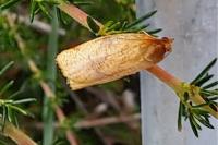 Cacoecimorpha pronubana