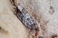 Ancylis achatana