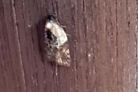 Acleris variegana