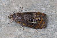 Olethreutes arcuella