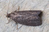 Neosphaleroptera nubilana