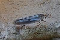 Parahyponomeuta egregiella