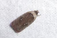 Agonopterix oinochroa