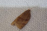 Adoxophyes orana