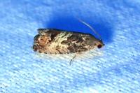 Cydia splendana